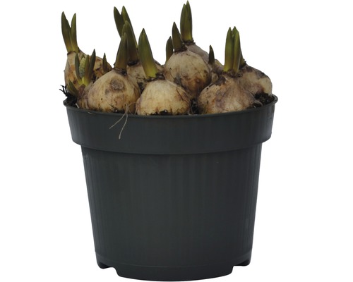 Bulbes de fleurs dans un pot