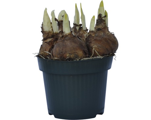 Bulbes de fleurs dans un pot