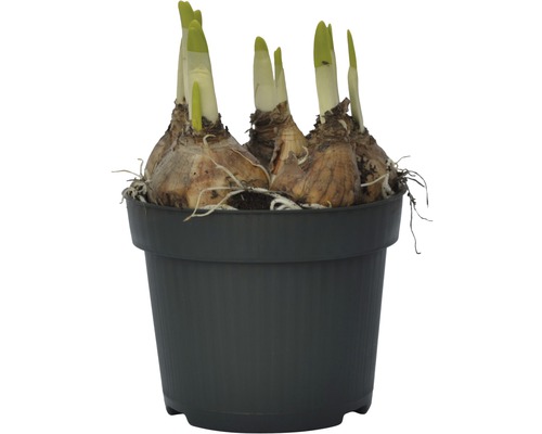 Bulbes de fleurs en pot avec des pousses