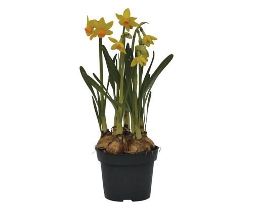 Narzisse, Osterglocke FloraSelf Narcissus pseudonarcissus 'Jet Fire' Ø 12 cm Topf