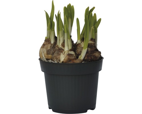 Narcisses en pot avec des pousses vertes