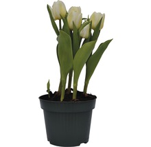 Tulipes en pot