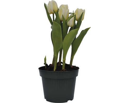Tulipes en pot
