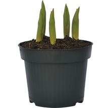 Jeunes plantes dans un pot de fleurs