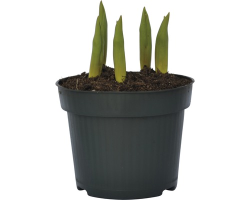 Jeunes plantes dans un pot de fleurs