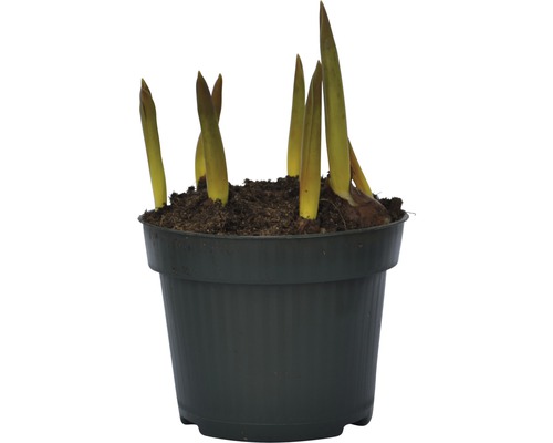 Bulbes de glaïeuls dans un pot avec de la terre