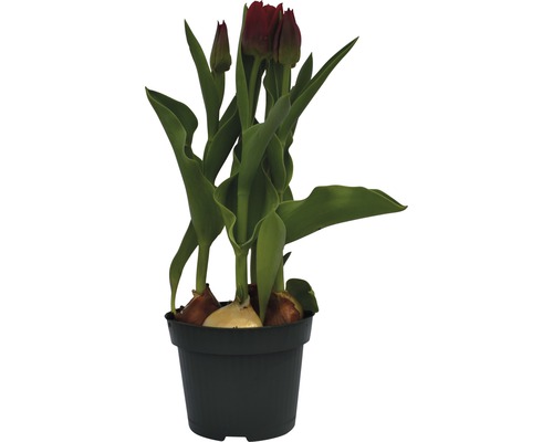 Tulipes en pot avec bulbes et fleurs encore fermées