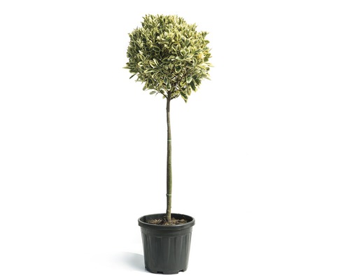 Japanischer Spindelstrauch Stämmchen FloraSelf Eunonymus japonicus 'Bravo' Stammhöhe 80 cm Co 15 L