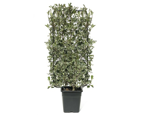 Photinie blanc-vert en espalier Photinia fraseri 'Pink Marble' ® h110xl50 cm Co 18 L