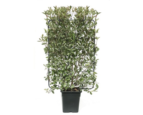 Photinie blanc-vert en espalier Photinia fraseri 'Pink Marble' ® h120xl80 cm Co 30 L