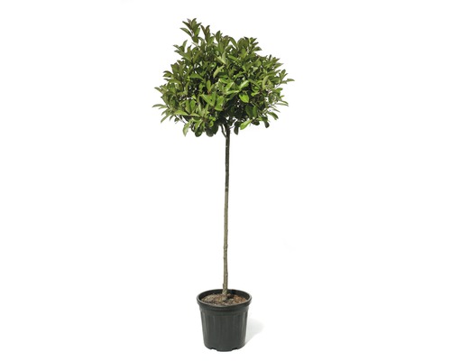 Photinie demi-tige FloraSelf Photinia fraseri 'Red Robin' hauteur de tige env. 90 cm h 110-130 cm Co 18 l