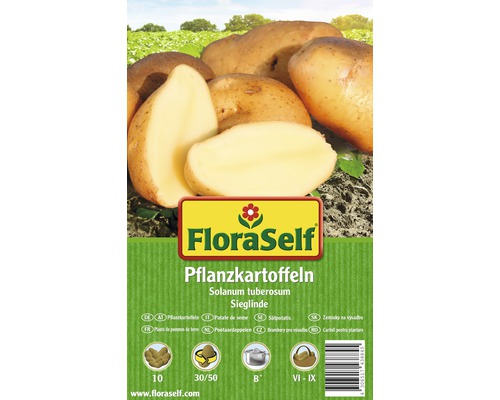 Plants de pommes de terre FloraSelf Solanum tuberosum 'Sieglinde' 10 pièces