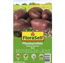 FloraSelf Saatkartoffeln Birgit, Solanum tuberosum