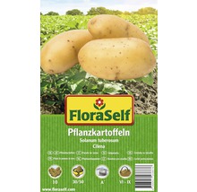 Pommes de terre FloraSelf Solanum tuberosum 'Cilena' chair ferme 10 pces.-thumb-0