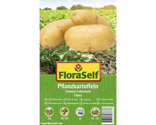 Pommes de terre FloraSelf Solanum tuberosum 'Cilena' chair ferme 10 pces.-0