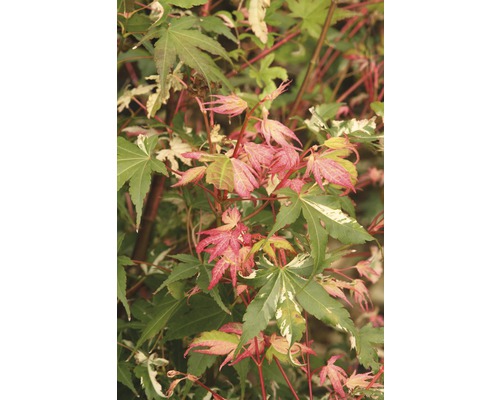 Érable palmé FloraSelf Acer FloraSelf palmatum 'Oridono-nishiki' h 100-125 cm co 15 l