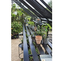 Serre avec des plantes sur des étagères et des tables.