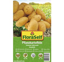 FloraSelf Pflanzkartoffeln der Sorte Annabelle