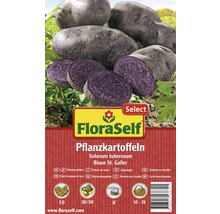 Plants de pomme de terre FloraSelf Solanum tuberosum 'Blaue St. Galler' 10 pièces-thumb-0