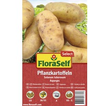FloraSelf Plants de pommes de terre Asparges