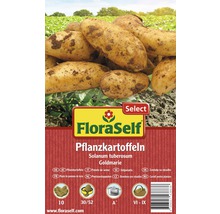 FloraSelf Plants de pommes de terre Goldmarie