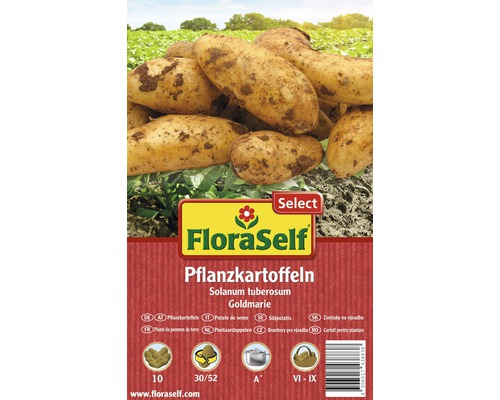 Pflanzkartoffeln FloraSelf Solanum tuberosum 'Goldmarie' 10 Stk.