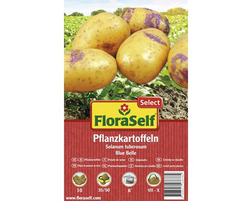 Pflanzkartoffeln FloraSelf Solanum tuberosum 'Blue Belle' 10 Stk.