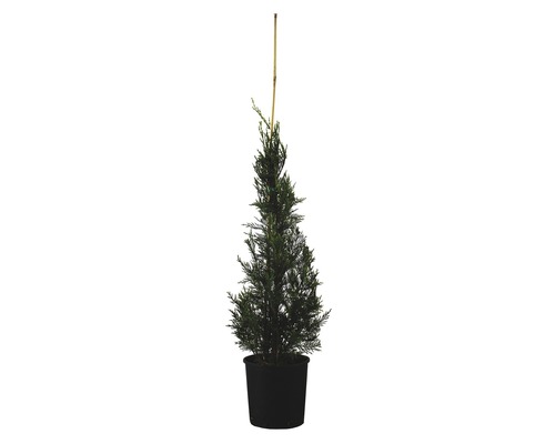 Leyland-Zypresse Kegel FloraSelf Cupressocyparis leylandii 'Pyramidalis' H 100-125 cm Co 10 L