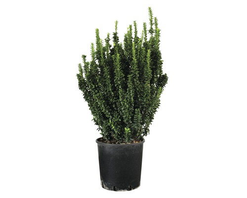 Säulen-Spindelstrauch FloraSelf Euonymus japonicus 'Benkomasaki' H 80-90 cm Co 18 L buschig