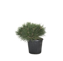 Kugel-Schwarzkiefer Höhe 35 cm