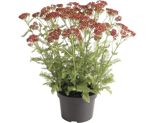 Schafgarbe FloraSelf Achillea millefolium 'Red Beauty' H 10-60 cm Co 3 L