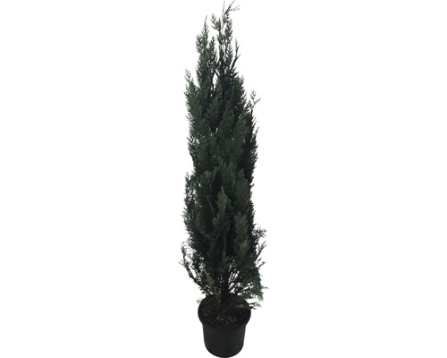 Faux cyprès bleu cyprès de Lawson FloraSelf Chamaecyparis lawsoniana 'Columnaris Glauca' h 150-175 cm pot 12 l pressé en pot