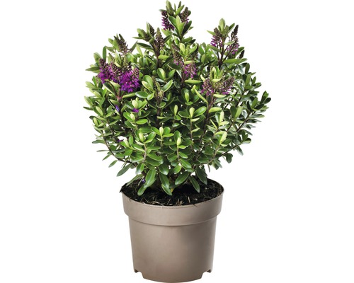 Arbuste Hebe avec des fleurs violettes en pot