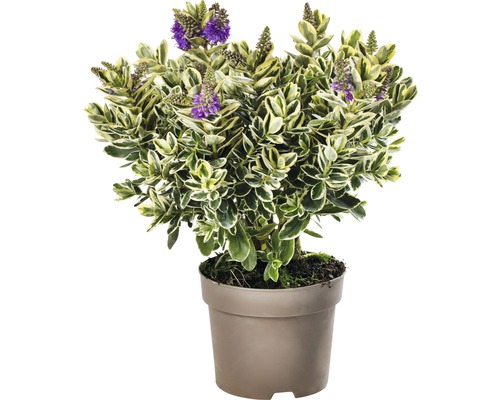 Véronique arbustive Addenda en pot avec des feuilles panachées et des fleurs violettes