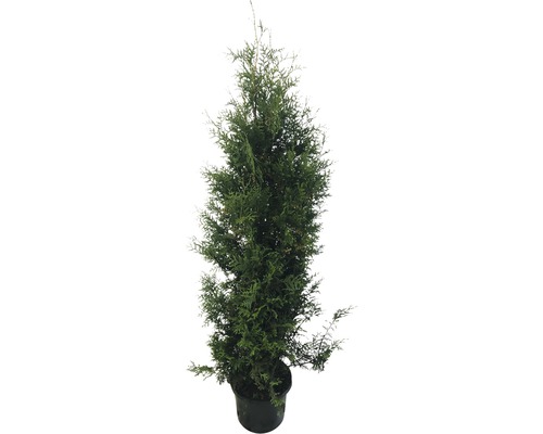 Arbre de vie FloraSelf Thuja occidentalis 'Brabant' H 175-200 cm Co 15 L