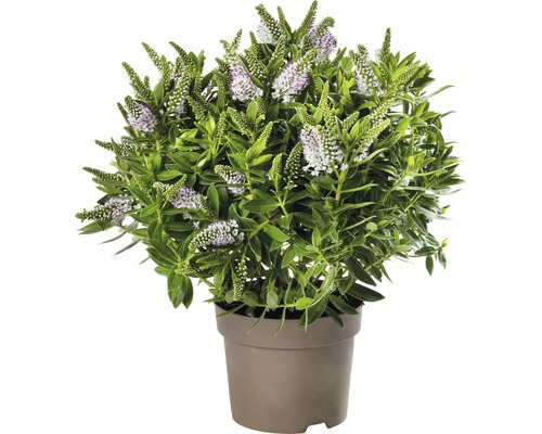 Mélange de véroniques arbustives FloraSelf Hebe Addenda Mix pot Ø 17 cm assortiment de variétés aléatoires