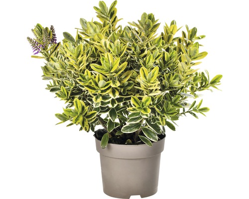 Arbuste Hebe en pot avec des feuilles jaune-vert