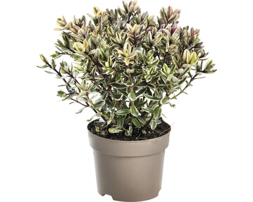 Buis dans un pot