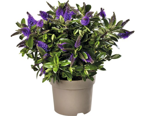 Véronique arbustive avec fleurs violettes en pot