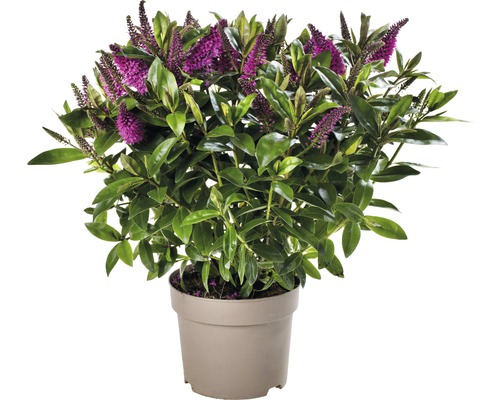 Hébé en pot avec des fleurs violettes et des feuilles vertes