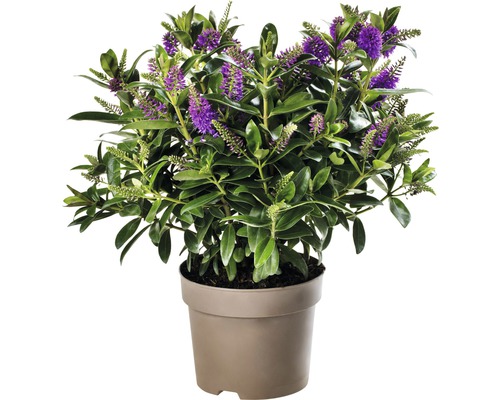 Arbuste Hebe avec fleurs violettes en pot