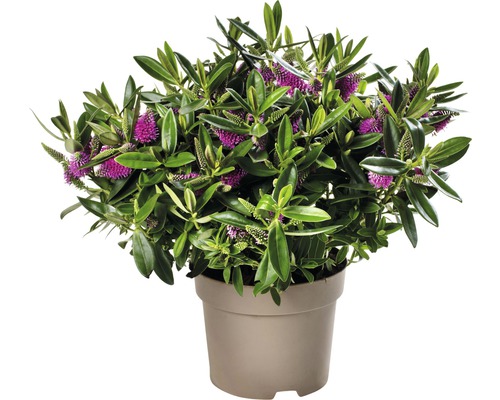 Arbuste Hebe en pot