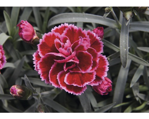 Œillet commun FloraSelf Dianthus caryophyllus 'Maria Carmelia' h 10-15 cm Ø 15 cm (3 pces)