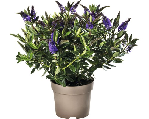 Véronique en pot avec fleurs violettes et feuilles vertes