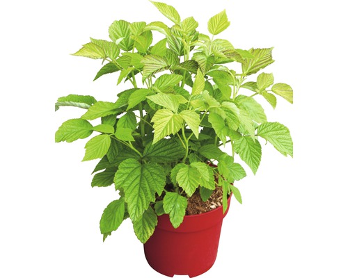 Himbeerpflanze im Topf