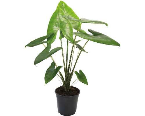 Alocasie, oreille d'éléphant zébrée FloraSelf Alocasia 'Zebrina' h 80-100 cm pot Ø 27 cm