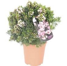 Fleur de cire en pot avec fleurs