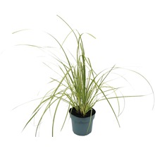 Herbe ornementale en pot