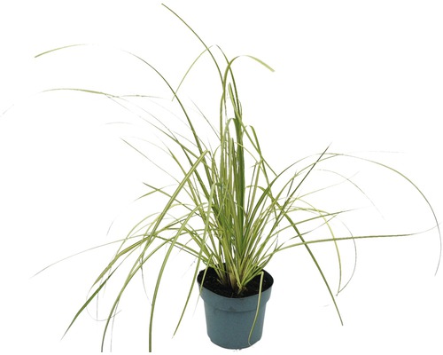 Herbe de la pampa naine FloraSelf Cortaderia selloana 'Golden Goblin' h 15-80 cm Co 3 l