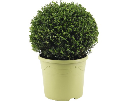 Houx crénelé boule FloraSelf Ilex crenata 'Glory Gem' diamètre env. 40 cm Co 12 l variété femelle